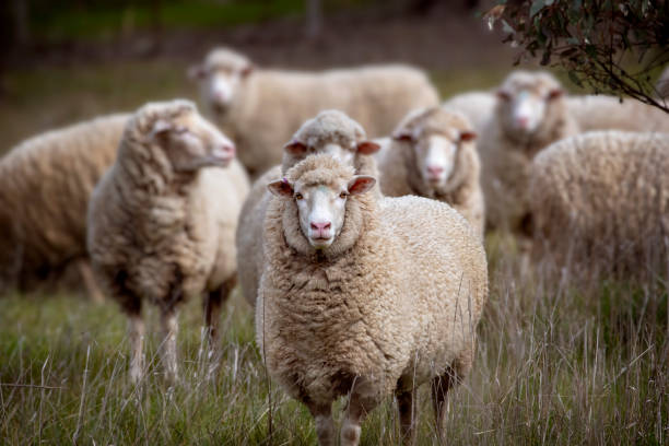 merino ovce