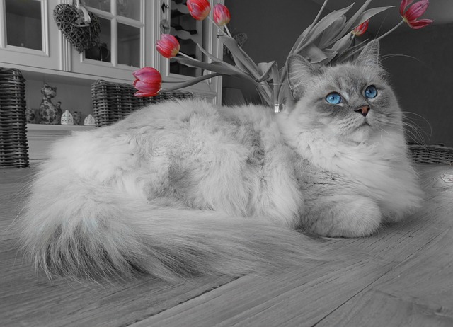 plemeno Ragdoll